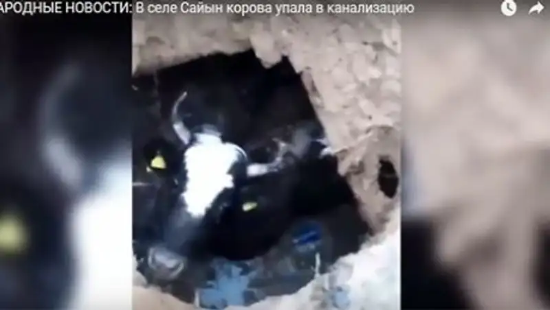 Корова провалилась в канализацию в Мангистауской области