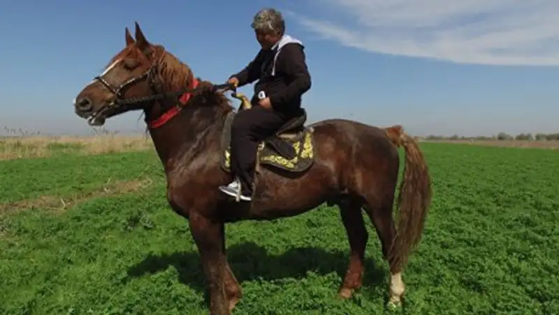 Под Бишкеком умер крупнейший конь за миллион долларов