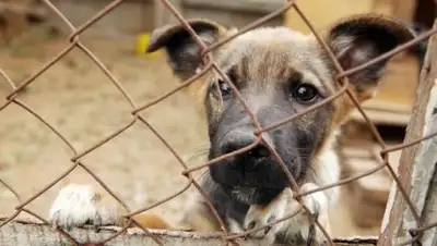 ЗООшеф, фото - Новости Zakon.kz от 15.02.2019 09:51