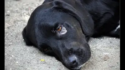 YouTube, фото - Новости Zakon.kz от 31.03.2020 23:53