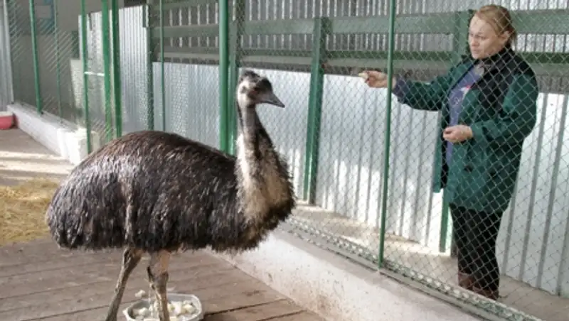 Птица эму из Карагандинского зоопарка может попасть в Книгу рекордов Гиннесса