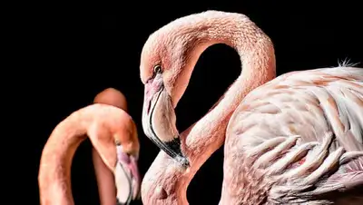 Минэкологии, мертвые птицы, комиссия, фото - Новости Zakon.kz от 25.04.2022 12:01