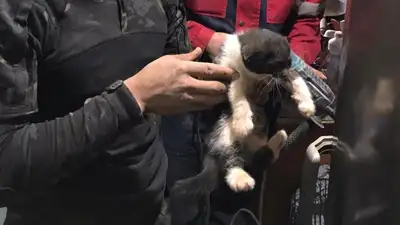 Сотрудники ЧС Усть-Каменогорска спасли котенка из шахты