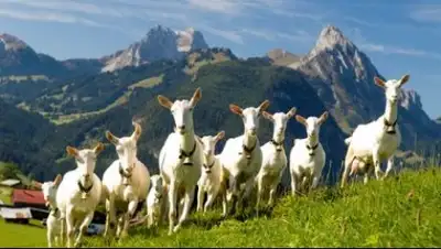 selo-exp.com, фото - Новости Zakon.kz от 16.08.2018 11:19