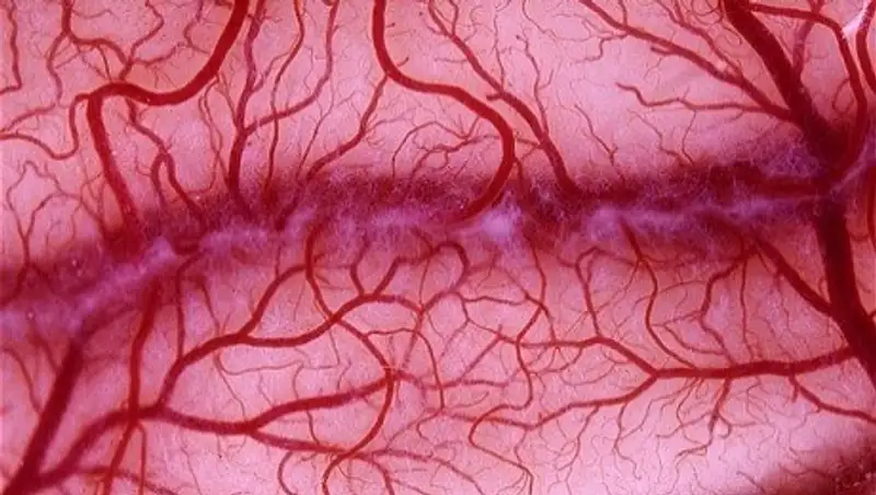 Ученые научились выращивать сосуды с помощью света