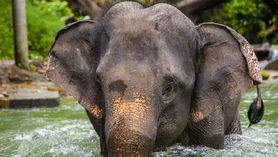 Слон убил хозяина в Таиланде, фото - Новости Zakon.kz от 22.08.2022 08:41