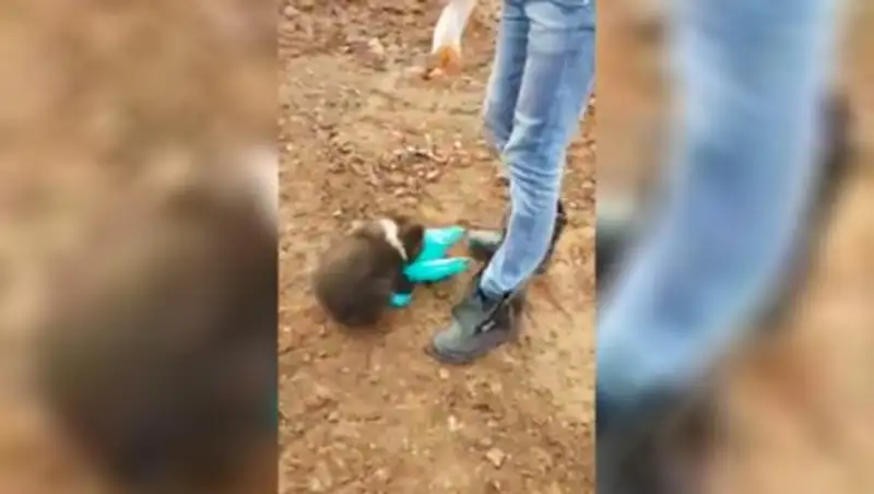 Голодный и смелый медвежонок отобрал у жителя Сахалина пакет с едой