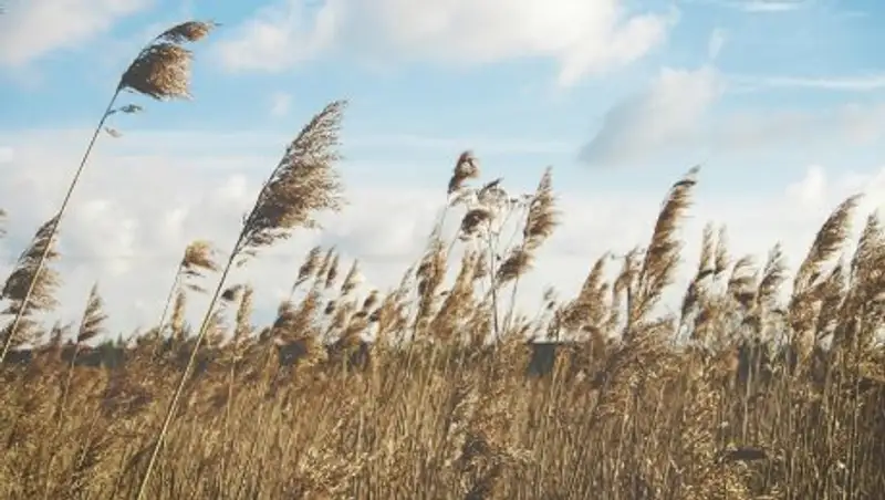 Ветер и дожди ожидаются 26 апреля в Казахстане