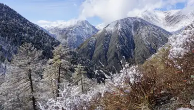 Алтае-Саянского отделения WWF, фото - Новости Zakon.kz от 24.12.2019 16:03
