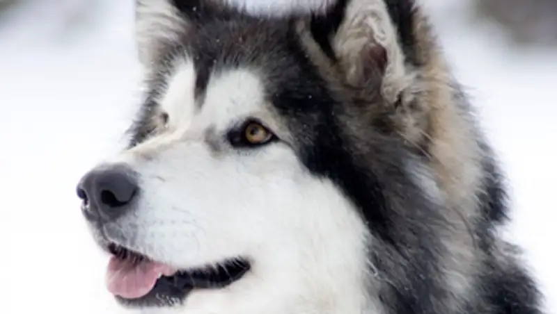 В Алматинской области за сутки похитили 4 сторожевых псов