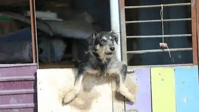 приют, помощь, фото - Новости Zakon.kz от 12.12.2021 20:52