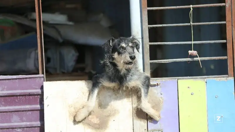 Россиянин продал бизнес, чтобы помогать бездомным собакам