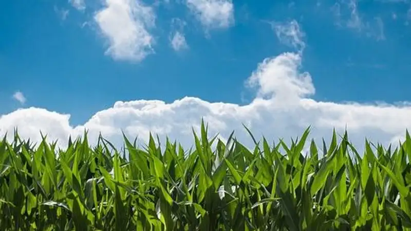 В Казахстане изменились правила субсидирования растениеводства