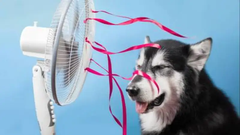 Как помочь собакам пережить жару