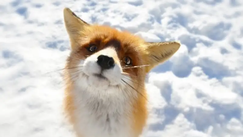 Голод вывел лисицу на улицы Рудного