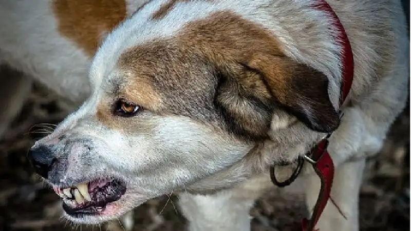 Собака напала на школьницу в Караганде: хозяин усыпит животное