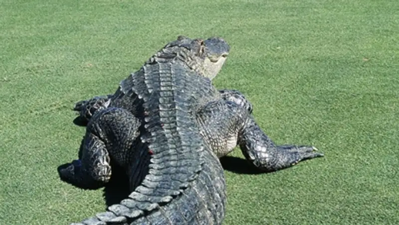 В ЮАР огромный крокодил растерзал гольфиста на территории игрового поля