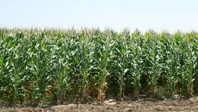 Zakon.kz, фото - Новости Zakon.kz от 11.08.2016 17:53