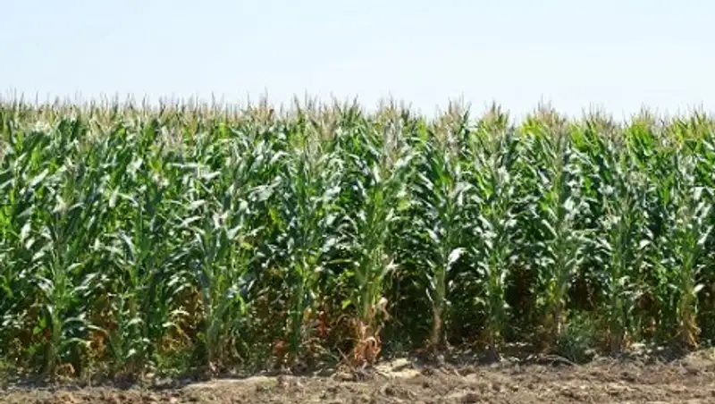 Отырарлықтар өнім алуды ғылыммен ұштастыруда