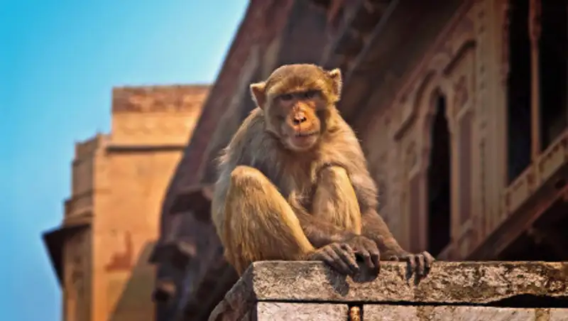 Животные заполонили улицы Индии, опустевшие из-за карантина