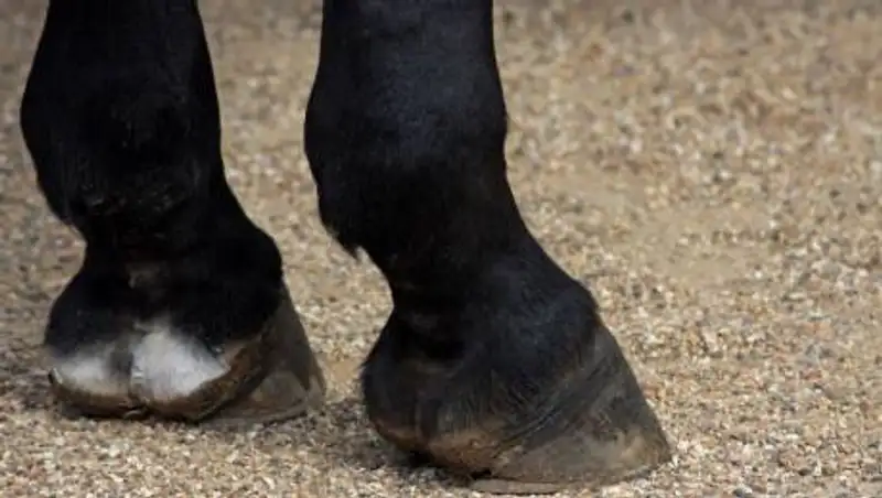 Ребенок умер от удара копытом лошади в Мангистау