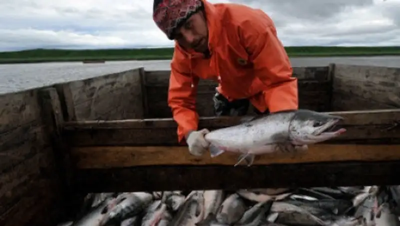 РФ не пропустила в Казахстан 19 т чилийского лосося, вывезенного из Литвы