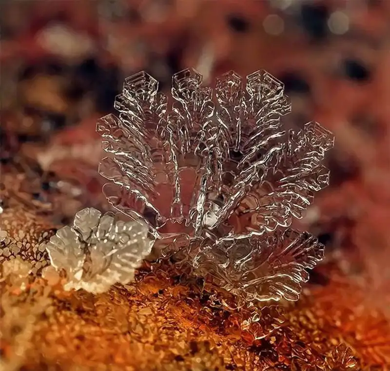 Снежинки. Фотограф Андрей Осокин Снежинки. Фотограф Андрей Осокин, фото - Новости Zakon.kz от 21.11.2013 00:00