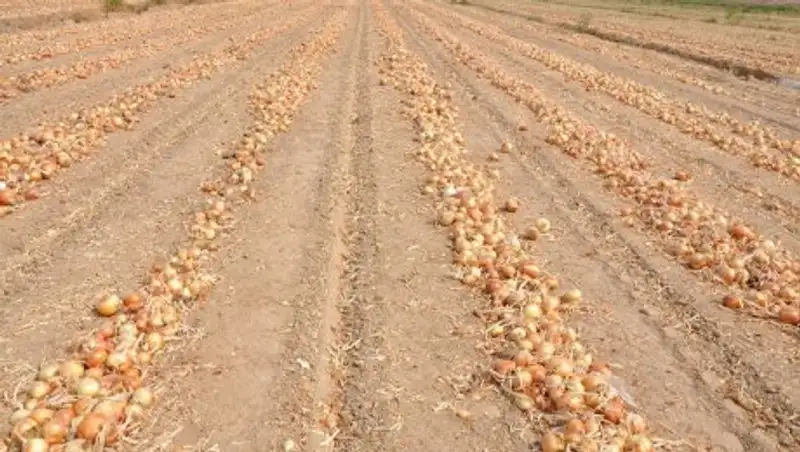 Агрономы Шардары собирают с гектара 85 тонн лука