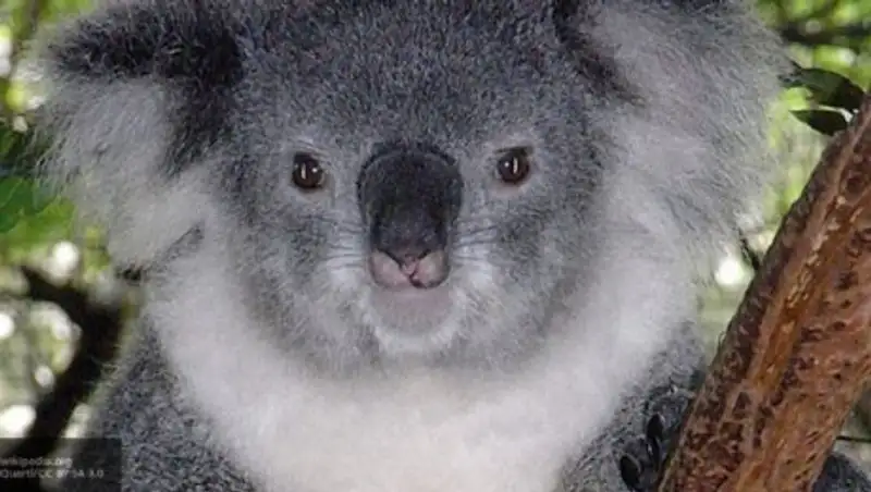 Коала проехала 16 километров на оси внедорожника