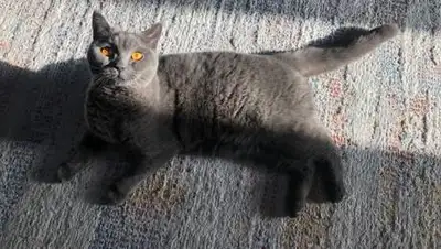 zakon.kz, фото - Новости Zakon.kz от 03.09.2021 12:39