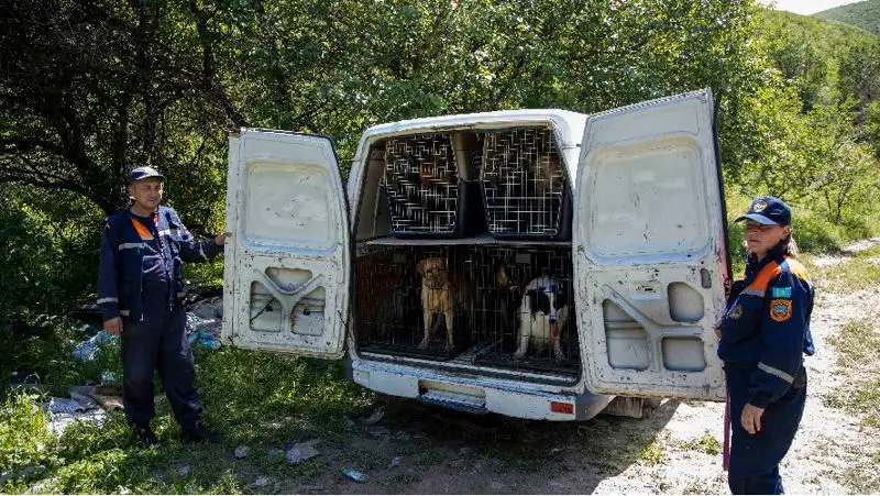 Собаки-спасатели, кинологи, Алматы, фото - Новости Zakon.kz от 20.05.2022 12:23