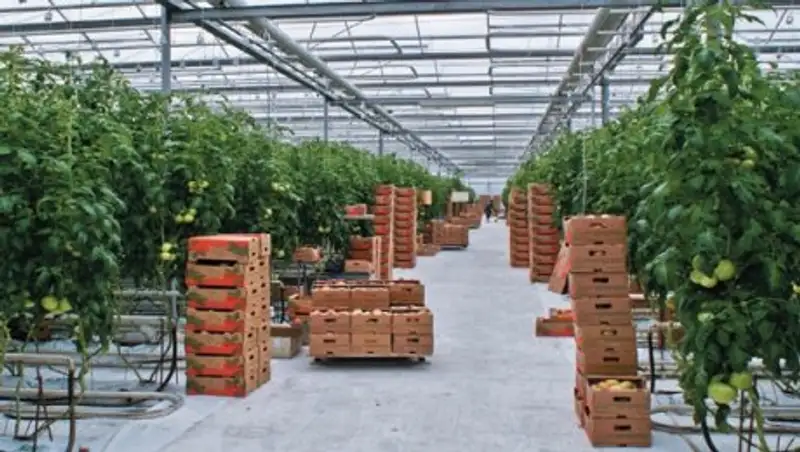 В ЮКО крупнейший в стране тепличный комплекс за полгода собрал 4 тысяч тонн продукции