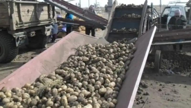 В ЗКО планируют заняться экспортом картофеля