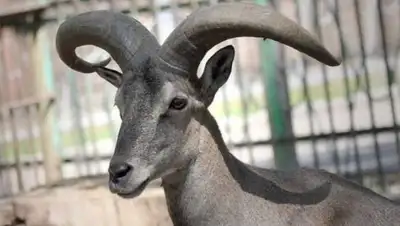 Zakon.kz, фото - Новости Zakon.kz от 19.10.2017 20:44