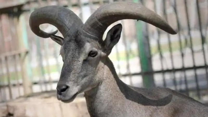 В алматинском зоопарке упавшая ветка убила голубого барана