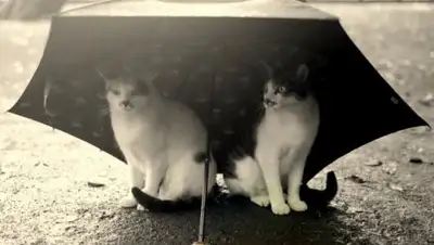 Zakon.kz, фото - Новости Zakon.kz от 06.06.2017 12:00