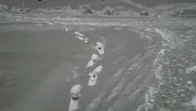 rossaprimavera.ru/news, фото - Новости Zakon.kz от 03.02.2020 17:39