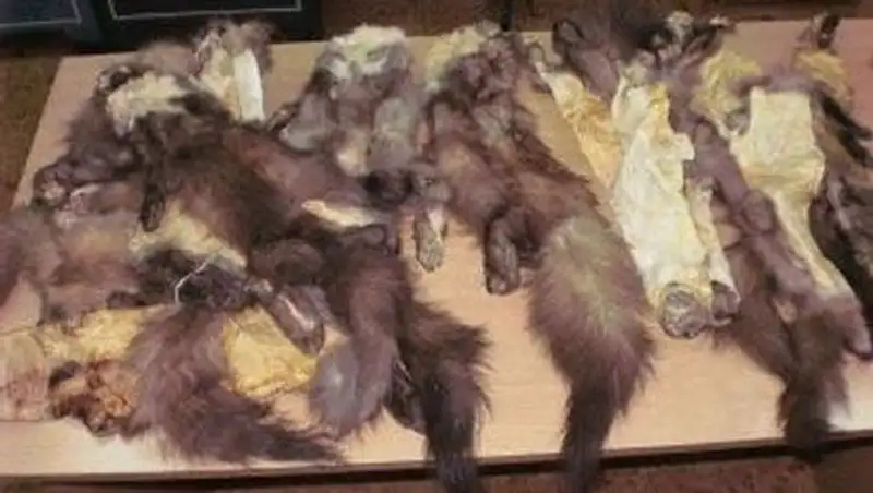 Контрабандная партия 4,2 тыс. шкур ондатры задержана на казахстанско-кыргызской границе