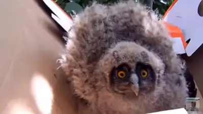 кадр из видео, фото - Новости Zakon.kz от 20.04.2020 13:37