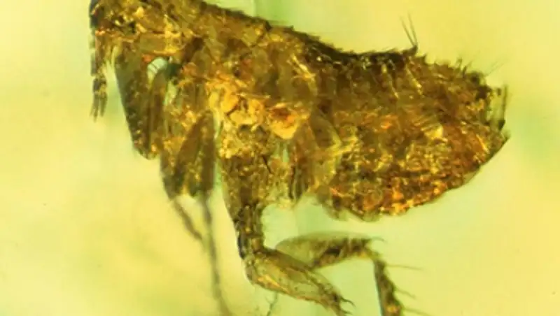 В древнем янтаре нашли блоху с возбудителем «черной смерти»