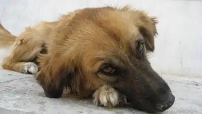 pxhere.com, фото - Новости Zakon.kz от 14.09.2020 23:40