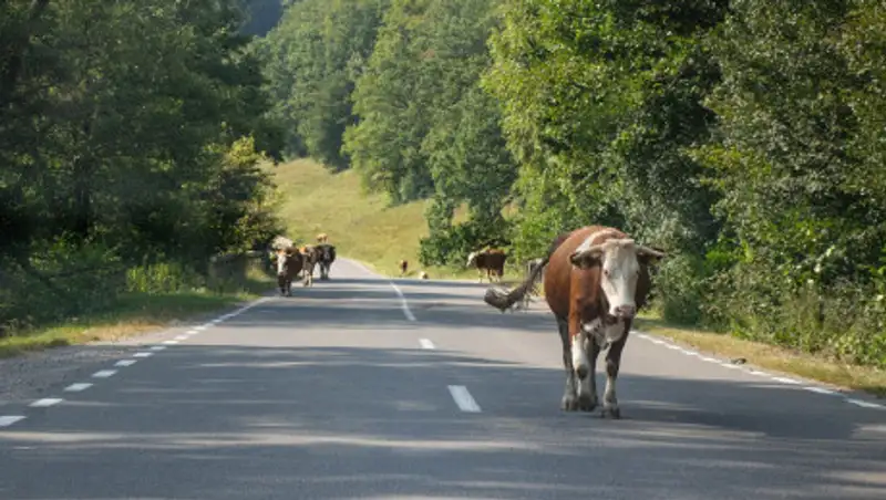 Скот гибнет на трассе, а хозяева виноваты