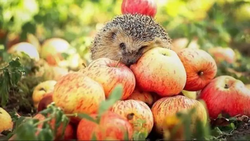 Теплая погода без осадков сохранится в Казахстане