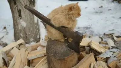 Zakon.kz, фото - Новости Zakon.kz от 22.01.2015 17:21