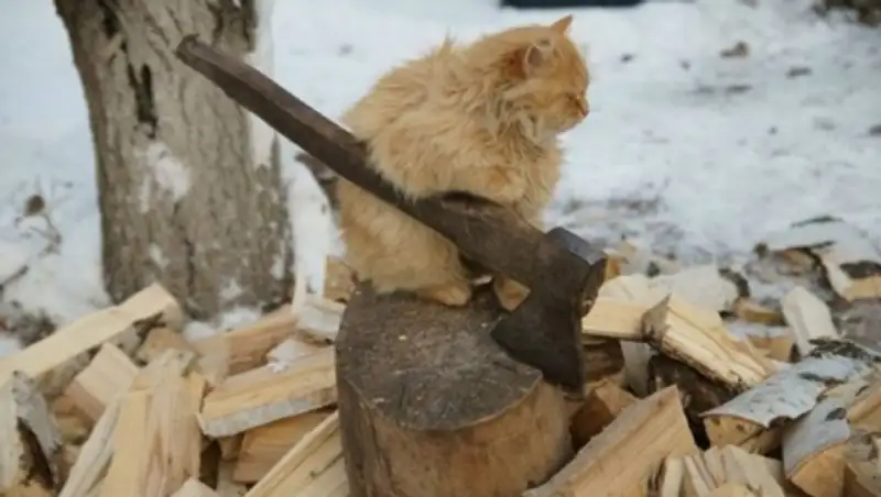 17 фотографий котов, сделанных в самый нужный момент