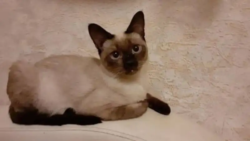 В Алматы снова запускают программу по бесплатной стерилизации собак и кошек