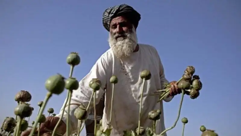 Вывод войск НАТО из Афганистана увеличит поток контрабанды наркотиков через Казахстан