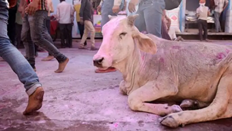 В Индии открыли горячую линию по коровьим вопросам