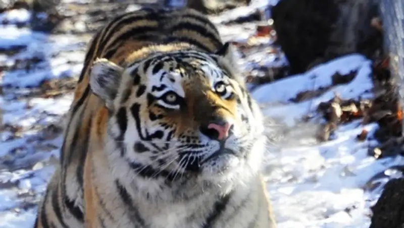 В Приморье снегопад помешал поиску тигра-людоеда