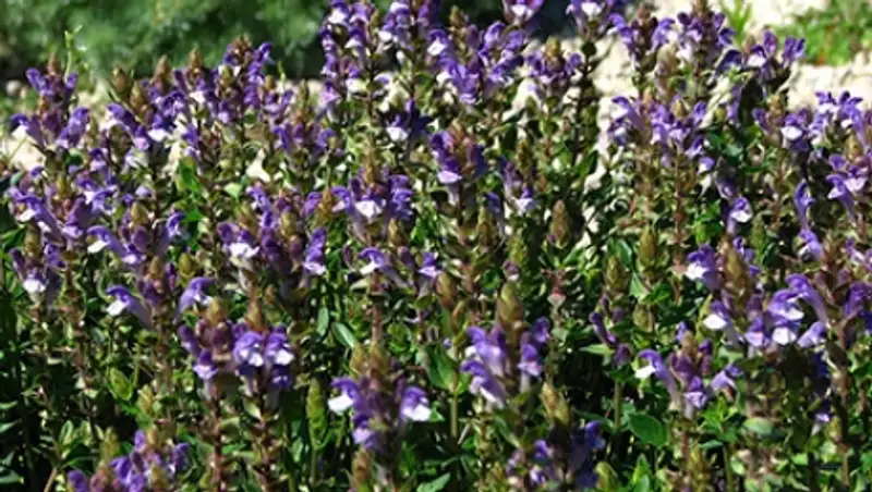 Китайское растение оказалось лекарством от всех болезней